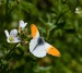 BĚLÁSEK ŘEŘICHOVÝ 2 (Anthocharis cardamines) 