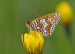 HNĚDÁSEK KOSTKOVANÝ 1 (Melitaea cinxia)