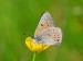 OHNIVÁČEK MODROLEMÝ 2  (Lycaena hippothoe) samec