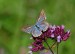 MODRÁSEK HNĚDOSKVRNNÝ 1 (Polyommatus daphnis), samice