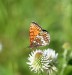 HNĚDÁSEK JITROCELOVÝ 2 (Melitaea athalia) 