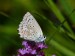 MODRÁSEK HNĚDOSKVRNNÝ 2  (Polyommatus daphnis) samice