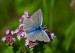 MODRÁSEK HNĚDOSKVRNNÝ 3  (Polyommatus daphnis) samec