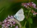 MODRÁSEK HNĚDOSKVRNNÝ 4  (Polyommatus daphnis) samec