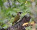 ŽLUNA ZELENÁ 3 (Picus viridis)