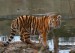 TYGR USSURIJSKÝ 1  (Panthera tigris altaica)