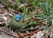 JEŠTĚRKA ZELENÁ 3 (Lacerta viridis)