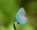 OSTRUHÁČEK OSTRUŽINOVÝ 3  (Callophrys rubi)