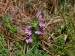 VŠIVEC LESNÍ (Pedicularis sylvatica)