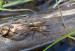 LOVČÍK VODNÍ 1 (Dolomedes fimbriatus)