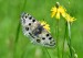 JASOŇ ČERVENOOKÝ 2 (Parnassius apollo)