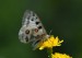 JASOŇ ČERVENOOKÝ 3 (Parnassius apollo)