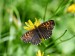 HNĚDÁSEK ROZRAZILOVÝ 1 (Melitaea diamina)