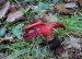 KVĚTNATEC ARCHERŮV (Clathrus archeri)