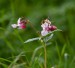 NETÝKAVKA ŽLÁZNATÁ (Impatiens glandulifera)