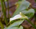 ĎÁBLÍK BAHENNÍ (Calla palustris L.)