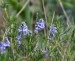 ROZRAZIL ROZPROSTŘENÝ (Veronica prostrata) 