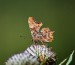 BABOČKA BÍLÉ C 3 (Polygonia c-album)