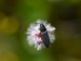 KOVAŘÍK ČERNÝ (Hemicrepidius niger)