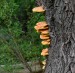 SÍROVEC ŽLUTOORANŽOVÝ (Laetiporus sulphureus)