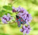 VŘETENUŠKA LIGRUSOVÁ 1 (Zygaena carniolica)