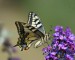 OTAKÁREK FENYKLOVÝ 1 (Papilio machaon)