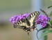 OTAKÁREK FENYKLOVÝ 2 (Papilio machaon)