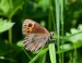 OKÁČ KLUBĚNKOVÝ 2 (Erebia aethiops)