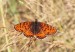 HNĚDÁSEK KVĚTELOVÝ 1 (Melitaea didyma)