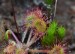 ROSNATKA OKROUHLOLISTÁ 1 (Drosera rotundifolia) 1
