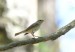 BUDNÍČEK VĚTŠÍ 2 (Phylloscopus trochilus)