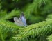 MODRÁSEK KRUŠINOVÝ 4 (Celastrina argiolus)