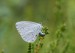 MODRÁSEK KRUŠINOVÝ 5 (Celastrina argiolus)