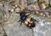 HROBAŘÍK MALÝ 1 (Nicrophorus vespilloides)