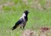 VRÁNA OBECNÁ ŠEDÁ 2 (Corvus cornix)