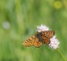 HNĚDÁSEK CHRASTAVCOVÝ 5 (Euphydryas aurinia)