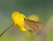 HNĚDÁSEK CHRASTAVCOVÝ 6 (Euphydryas aurinia)