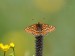 HNĚDÁSEK CHRASTAVCOVÝ 2 (Euphydryas aurinia)P5270681