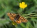 HNĚDÁSEK CHRASTAVCOVÝ 3 (Euphydryas aurinia)