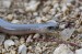 SLEPÝŠ KŘEHKÝ 3 (Anguis fragilis)DSC_7642