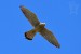 POŠTOLKA OBECNÁ 2 (Falco tinnunculus)