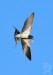 VLAŠTOVKA OBECNÁ 3 (Hirundo rustica)