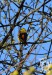 STRNAD OBECNÝ 2 (Emberiza citrinella)