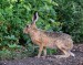 ZAJÍC POLNÍ 1 (Lepus europaeus)