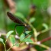 MOTÝLICE OBECNÁ 1 (Calopteryx virgo)