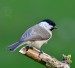 SÝKORA BABKA 2 (Parus palustris)