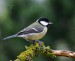 SÝKORA KOŇADRA 2 (Parus major)