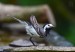 KONIPAS BÍLÝ 2 (Motacilla alba)