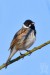 STRNAD RÁKOSNÍ 2 (Emberiza schoeniclus)