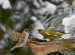 ZVONEK ZELENÝ 4 (Carduelis chloris)